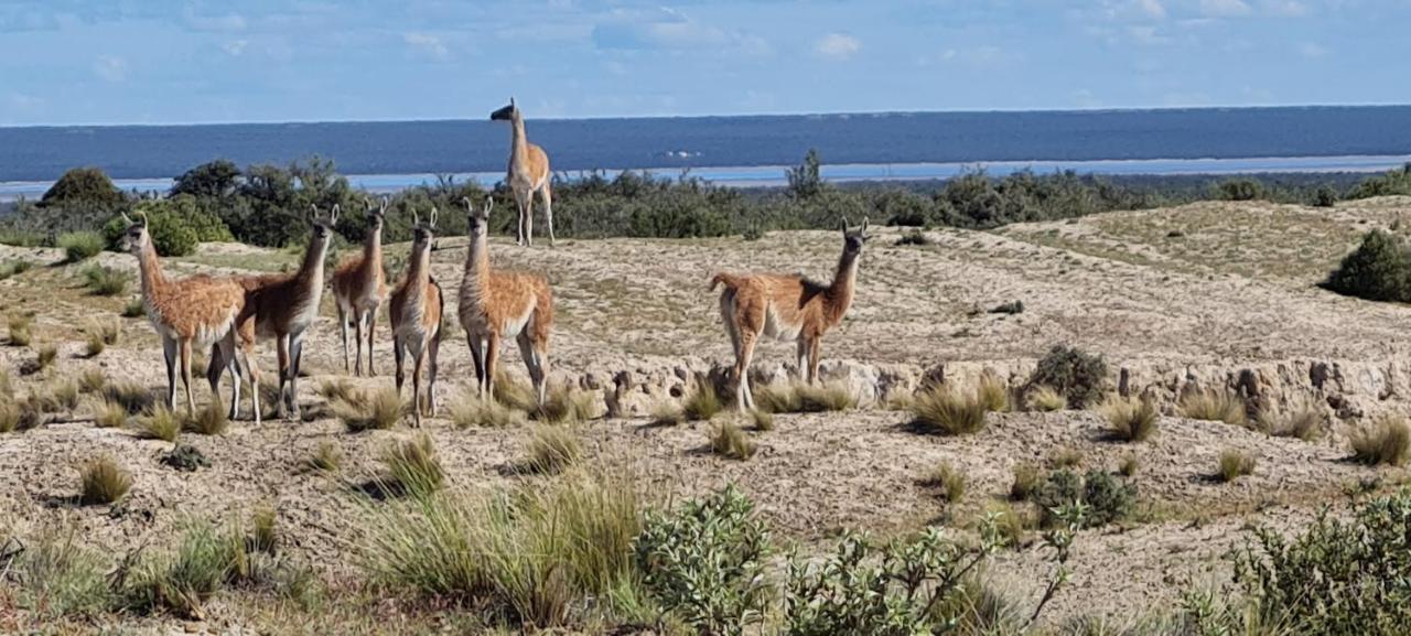 La Elvira Natural Lodge Nature & Wildlife Experience In Peninsula Valdes Punta Delgada Zewnętrze zdjęcie